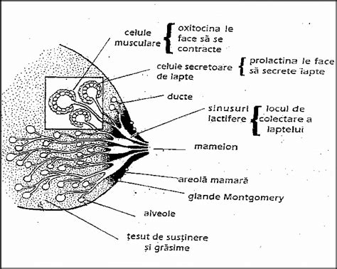Infografic despre structura sanului: lobuli, alveole, canale galactofore si mamelon