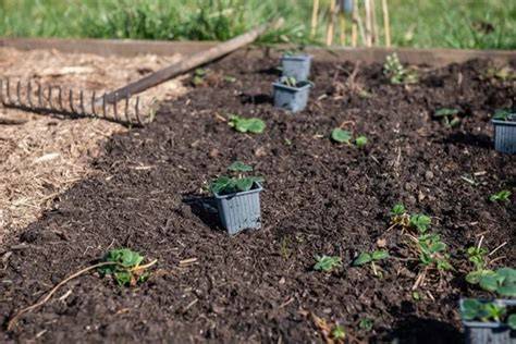 pregatirea solului pentru plantare si compost