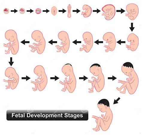 Diagrama fetală și algoritm de management obstetrical