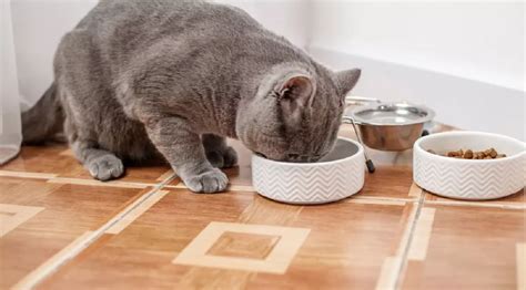 Pisică ce mănâncă dintr-un bol de mâncare