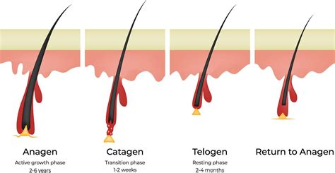 Infografic despre ciclul părului la copii: anagen, catagen, telogen, exogen