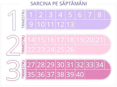 Infografic: calendarul monitorizării sarcinii pe trimestre