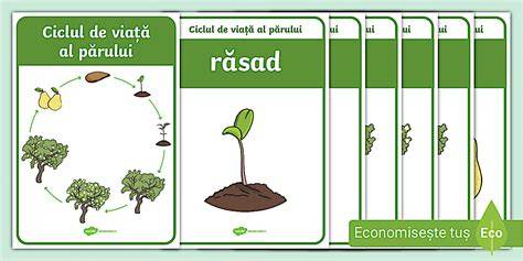 Infografic: ciclul de viață al părului, efectelehormonale în sarcină/postpartum, factori de risc Nutriție