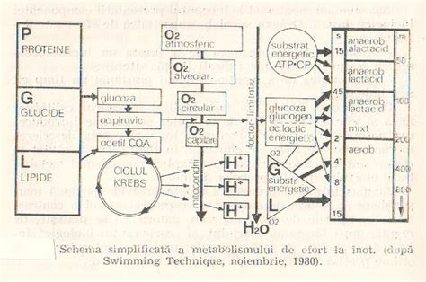 Schema tipurilor de semne medicale