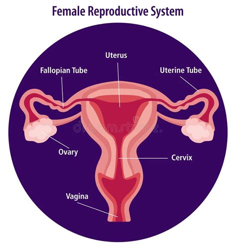 Ilustrație a aparatului reproducător feminin