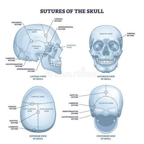 Diagramă: măsurarea circumferinței capului copilului