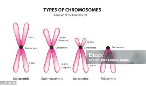 Ilustrație a cromozomilor