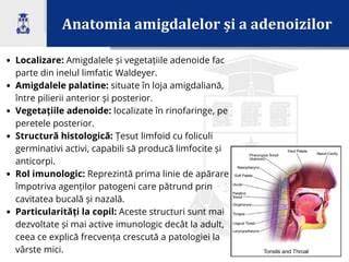 Infographic: Anatomia amigdalelor și a adenoidelor, cu localizarea acestora și rolul în sistemul imunitar