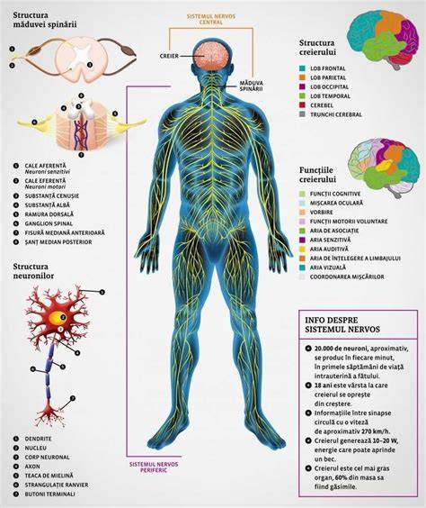 Imagine ilustrativa despre sistemul nervos si fascia