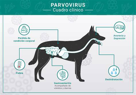 diagrama_transmitere_parvovirus