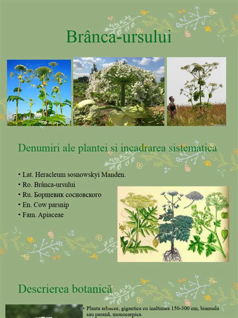 Diagramă: Principalele recomandări de dozare pentru brânca ursului
