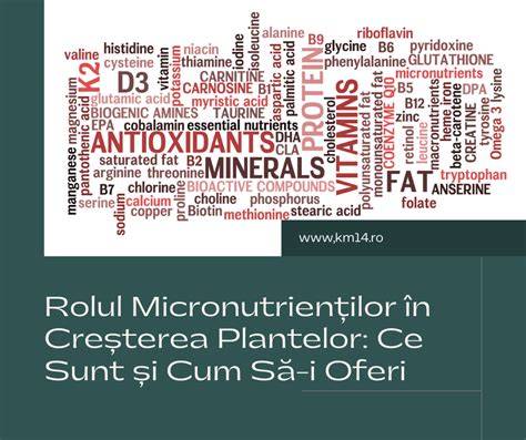 Ilustrație: rolul micronutrienților în sănătatea spermatozoizilor
