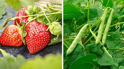 Infografic: Nutrienți-cheie din căpșuni și rolurile lor în sarcină