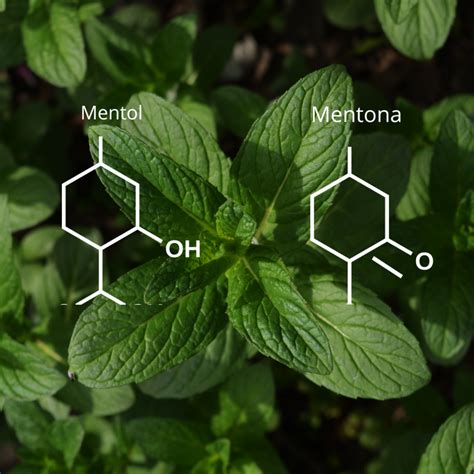 Infografic - Compuși activi principali ai mentei: mentol, mentona, eucaliptol, acid rosmarinic