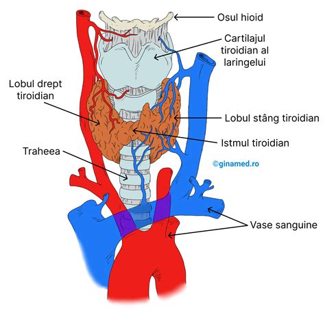 Anatomie glanda tiroida