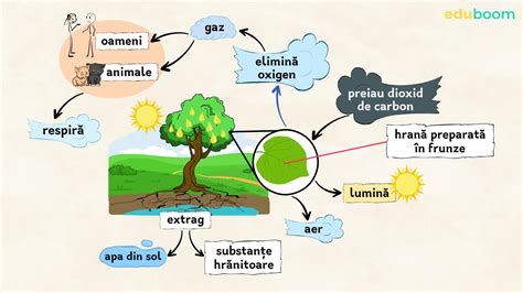 Diagrama necesarului de apă al nucului în funcție de stadiul de dezvoltare