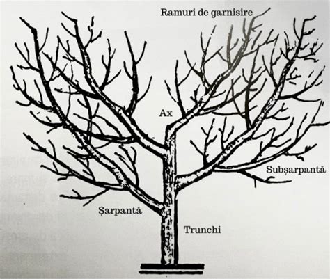 Exemplu de coroană de nuc cu ax structurat