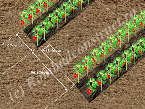 Schema de plantare a nucilor în livadă