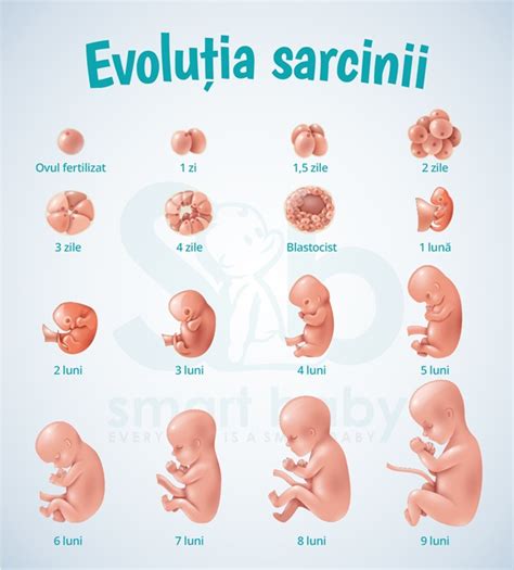 Infografic: etapele sarcinii oprite din evoluție și opțiunile de tratament