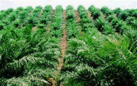 Horă vizuală a lanțului de producție al uleiului de palmier, de la plantație la produs finit