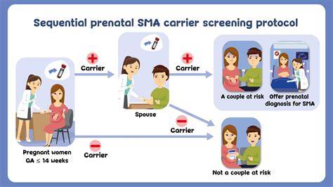 Schema screening prenatal etapizat