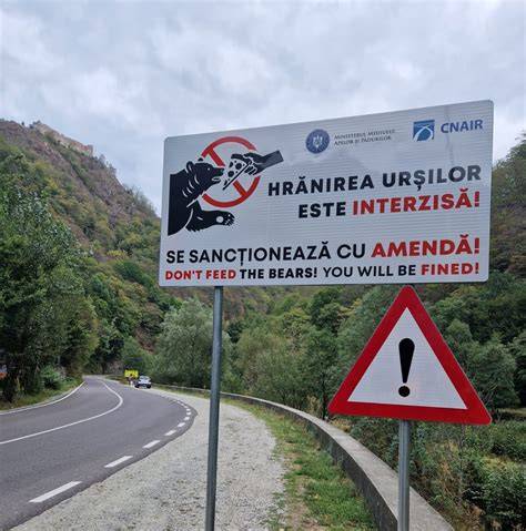 Infografic: Rute de relocare a urșilor pe Transfăgărășan