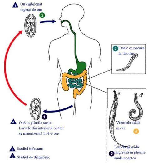 Diagrame: ciclu de transmisie a parazitilor intestinali