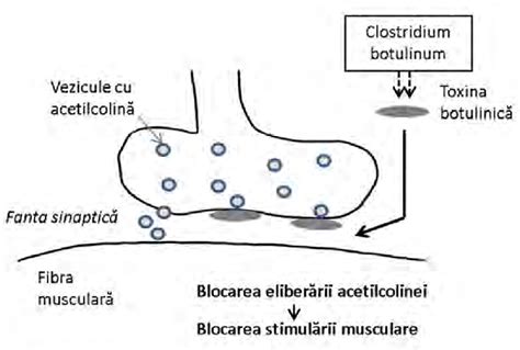 Schema de acțiune a simeticona în calmarea colicilor