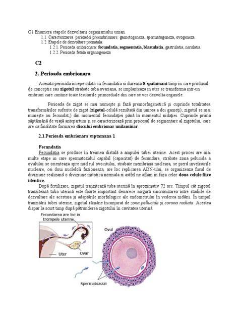 Diagramă a morulei, blastocistului și trofoblastului