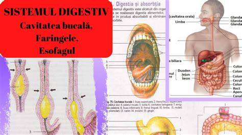 Infografic: Călătoria bolului alimentar prin cavitatea bucală, faringe și esofag.
