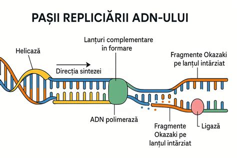Ilustrație a secvențierii ADN