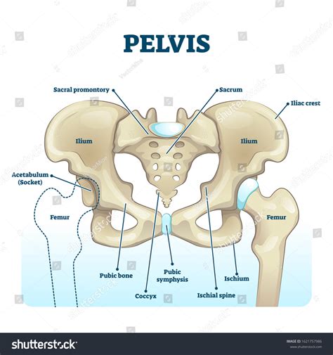 Schemă pelvis anatomic strâmtat