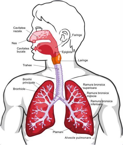 Imagine: Schema anatomiei sistemului nazal la copii