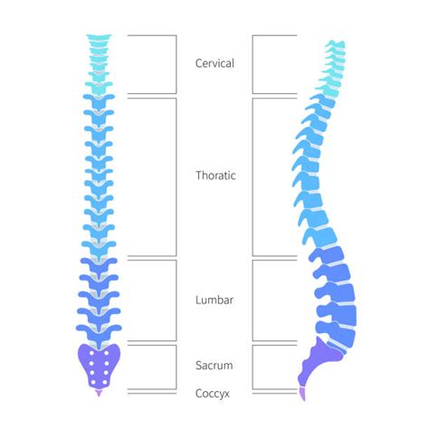Coloana vertebrală sănătoasă vs. coloană vertebrală cu scolioză