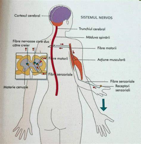 Infografie: „Căi neuronale și stimulare senzorială”