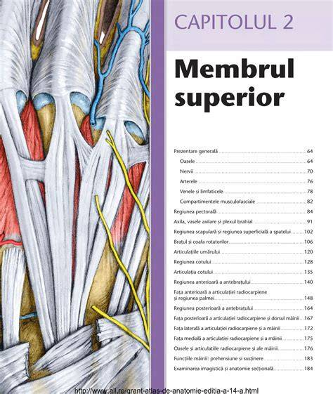 Infografie: Plexul brahial - anatomie, afectări și opțiuni de tratament