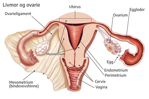 Schema stimulării ovariene