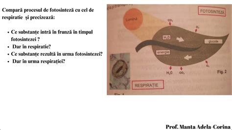 Diagrama evenimentelor fiziologice la nou-născut