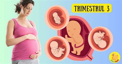 Schema dezvoltare făt in trimestrul al treilea, la 28-40 de saptamani