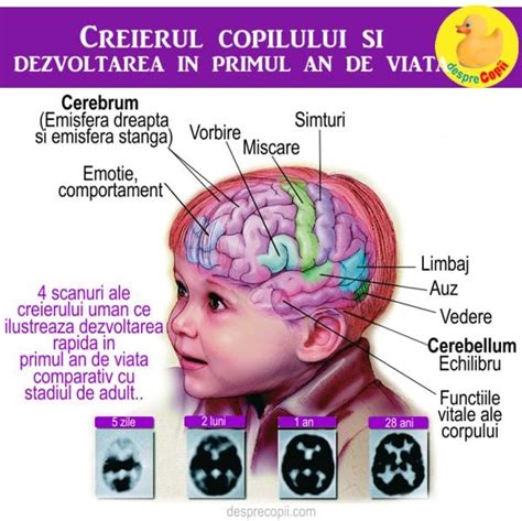 Infografic despre rolul jucariilor senzoriale in dezvoltarea creierului