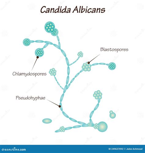 Ilustrație a celulelor Candida albicans
