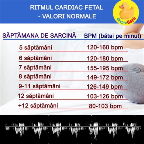 Diagrama ritmului cardiac fetal în săptămânile de sarcină