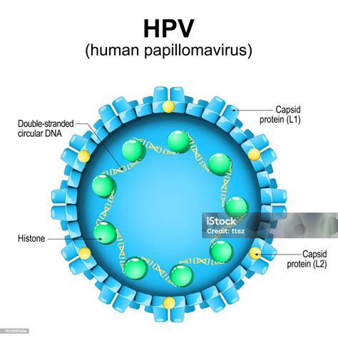 Schema transmiterii HPV
