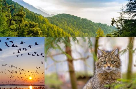 Ilustrație a amenințărilor la adresa biodiversității