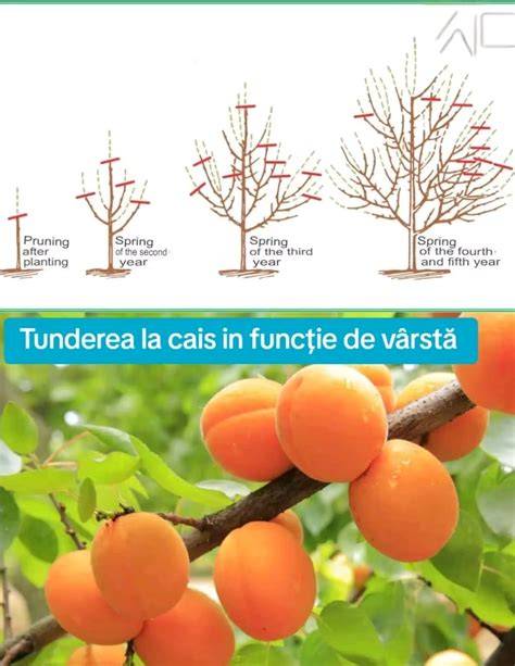 Graf de distribuție a trezirilor în funcție de vârstă