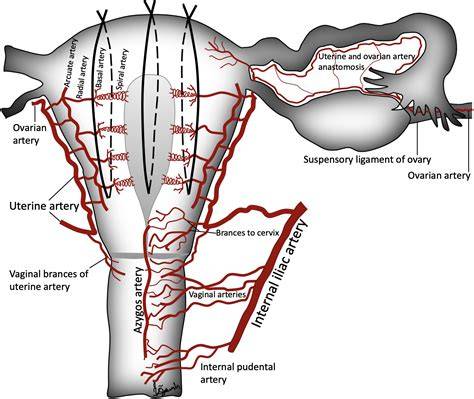 Diagrama modificărilor uterine postpartum