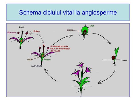 Schema ciclului ovulatoriu și fereastra fertilității