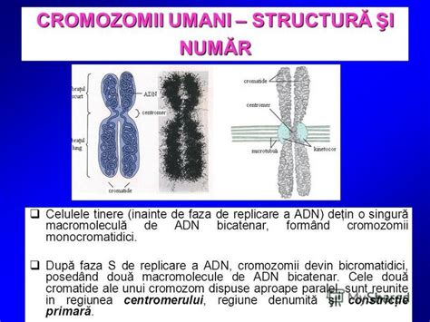 Diagrama cromozomilor umani