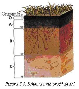 Structura solului cu humus