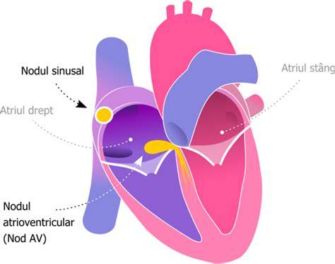 Diagrama structurii inimii: atrii, ventricule, nod sinusal